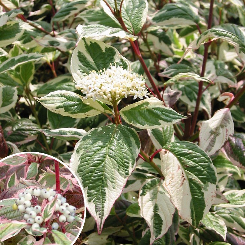 Sedula baltoji ‘Sibirica Variegata’ (Cornus alba)