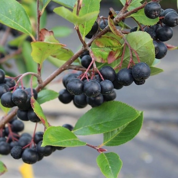 Aronija slyvalapė ‘Viking’